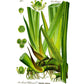 Strictly Medicinal Calamus (Sweet Flag) - Grow Organic Strictly Medicinal Calamus (Sweet Flag) Herb Seeds