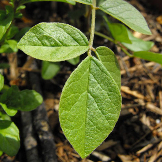 Strictly Medicinal  Chinese Licorice - Grow Organic Strictly Medicinal  Chinese Licorice Herb Seeds