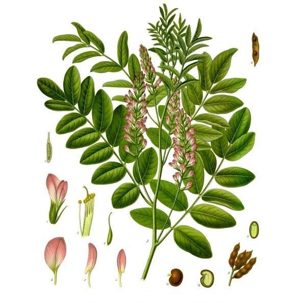 Strictly Medicinal Licorice, Official - Grow Organic Strictly Medicinal Licorice, Official Herb Seeds