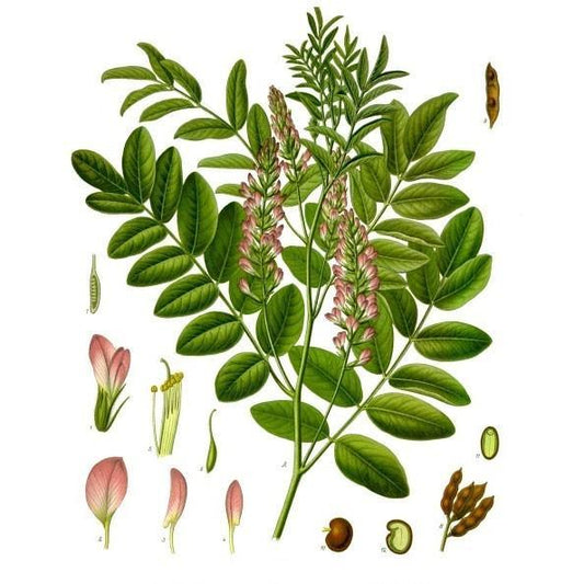 Strictly Medicinal Licorice, Official - Grow Organic Strictly Medicinal Licorice, Official Herb Seeds