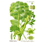 Strictly Medicinal Organic Angelica Official - Grow Organic Strictly Medicinal Organic Angelica Official Herb Seeds