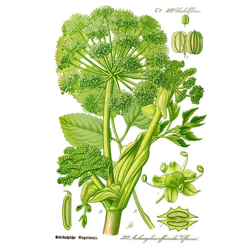 Strictly Medicinal Organic Angelica Official - Grow Organic Strictly Medicinal Organic Angelica Official Herb Seeds