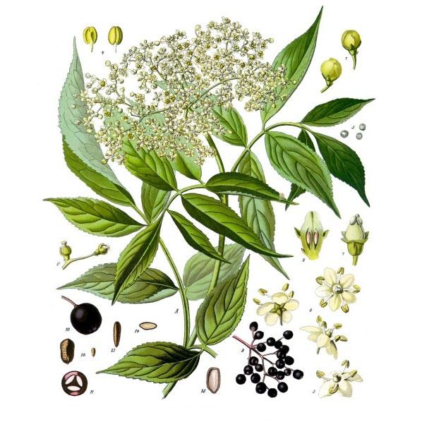 Strictly Medicinal Organic Black Elderberry - Grow Organic Strictly Medicinal Organic Black Elderberry Herb Seeds