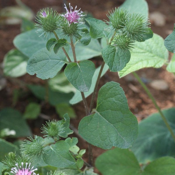 Gobo Burdock Seeds (Organic)