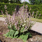 Clary Sage Seeds (Organic) - Grow Organic