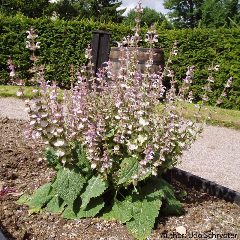 Strictly Medicinal Organic Clary Sage - Grow Organic Strictly Medicinal Organic Clary Sage Herb Seeds