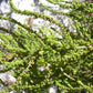 Strictly Medicinal Organic Epazote - Grow Organic Strictly Medicinal Organic Epazote Herb Seeds