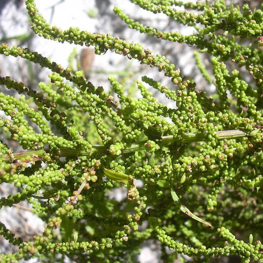 Strictly Medicinal Organic Epazote - Grow Organic Strictly Medicinal Organic Epazote Herb Seeds
