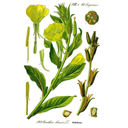 Strictly Medicinal Organic Evening Primrose - Grow Organic Strictly Medicinal Organic Evening Primrose Herb Seeds