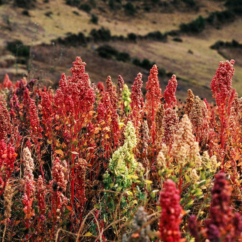 Strictly Medicinal Organic Faro Quinoa - Grow Organic Strictly Medicinal Organic Faro Quinoa Vegetable Seeds