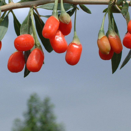 Strictly Medicinal Organic Goji Berry Seeds - Grow Organic Strictly Medicinal Organic Goji Berry Seeds Herb Seeds