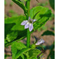 Strictly Medicinal Organic Lobelia, Official - Grow Organic Strictly Medicinal Organic Lobelia, Official Herb Seeds