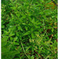 Strictly Medicinal Organic Madder - Grow Organic Strictly Medicinal Organic Madder Herb Seeds