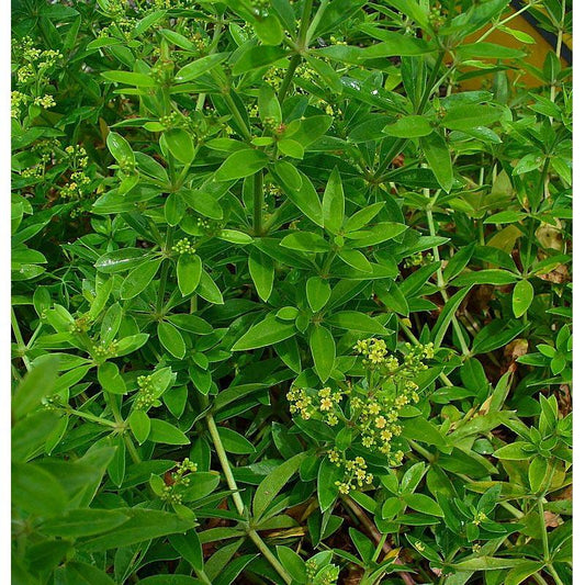 Strictly Medicinal Organic Madder - Grow Organic Strictly Medicinal Organic Madder Herb Seeds