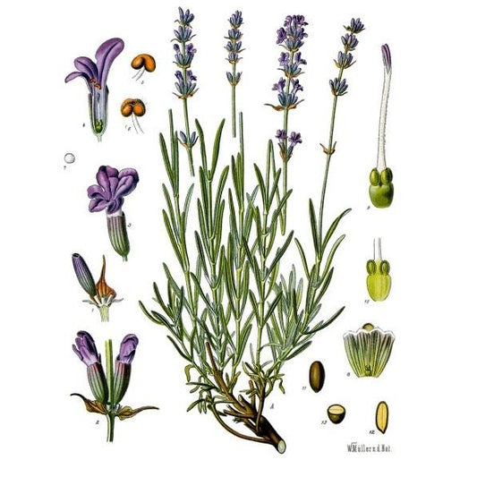 Strictly Medicinal Organic Munstead Lavender - Grow Organic Strictly Medicinal Organic Munstead Lavender Herb Seeds
