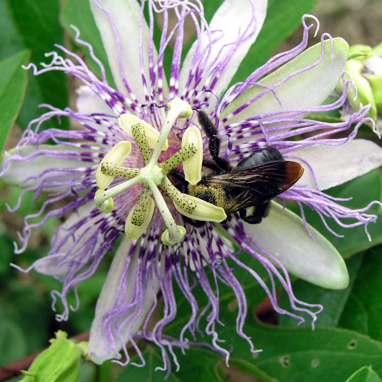 Strictly Medicinal Organic Passionflower - Grow Organic Strictly Medicinal Organic Passionflower Herb Seeds