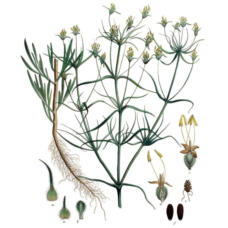 Strictly Medicinal Organic Psyllium - Grow Organic Strictly Medicinal Organic Psyllium Herb Seeds