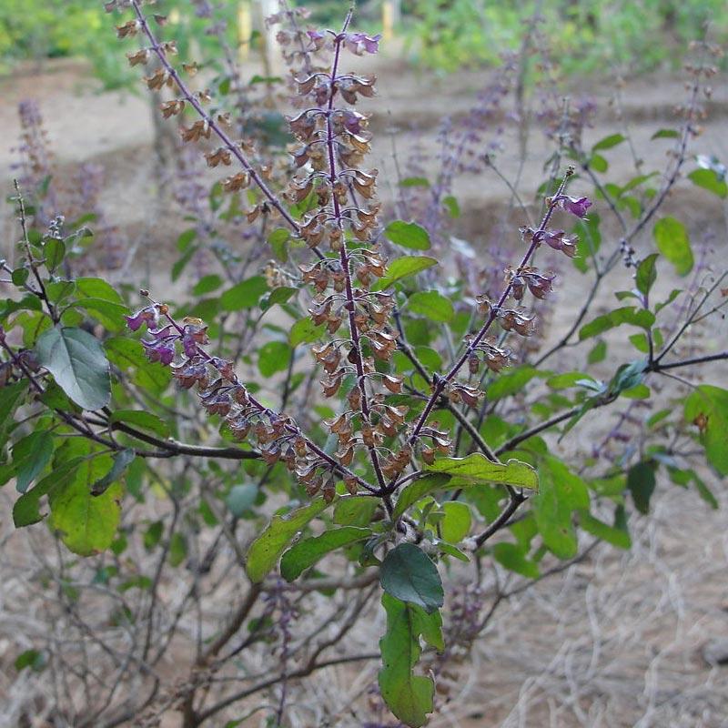 Strictly Medicinal Organic Rama Tulsi (Holy Basil) Strictly Medicinal Organic Rama Tulsi (Holy Basil) Herb Seeds