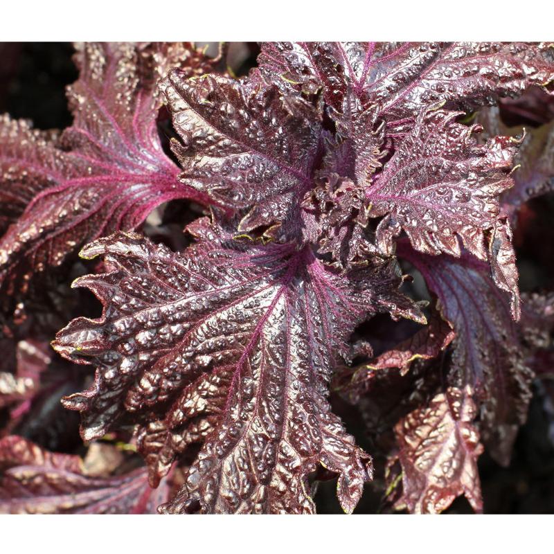 Strictly Medicinal Organic Shiso Purple Leaf - Grow Organic Strictly Medicinal Organic Shiso Purple Leaf Herb Seeds