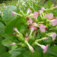 Strictly Medicinal Organic Smoking Tobacco - Grow Organic Strictly Medicinal Organic Smoking Tobacco Herb Seeds