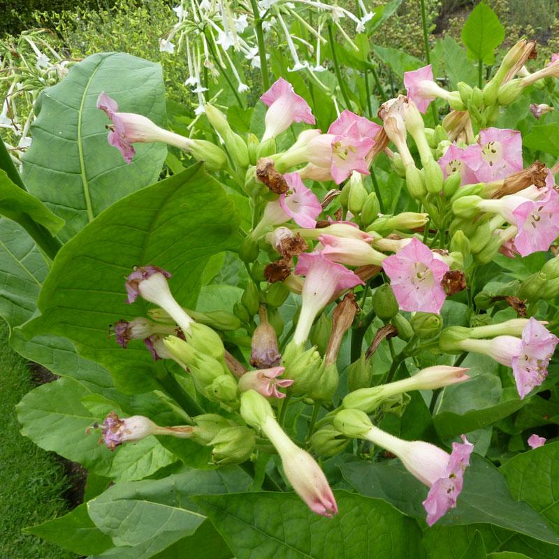 Strictly Medicinal Organic Smoking Tobacco - Grow Organic Strictly Medicinal Organic Smoking Tobacco Herb Seeds