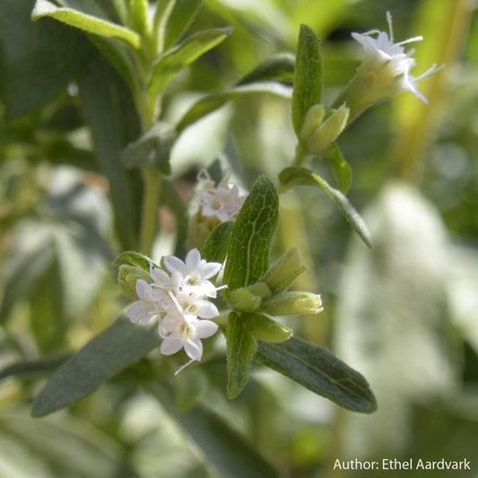 Strictly Medicinal Organic Stevia - Grow Organic Strictly Medicinal Organic Stevia Herb Seeds