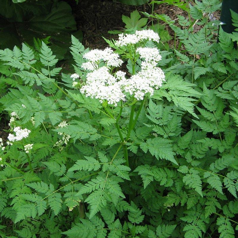 Strictly Medicinal Organic Sweet Cicely - Grow Organic Strictly Medicinal Organic Sweet Cicely Herb Seeds