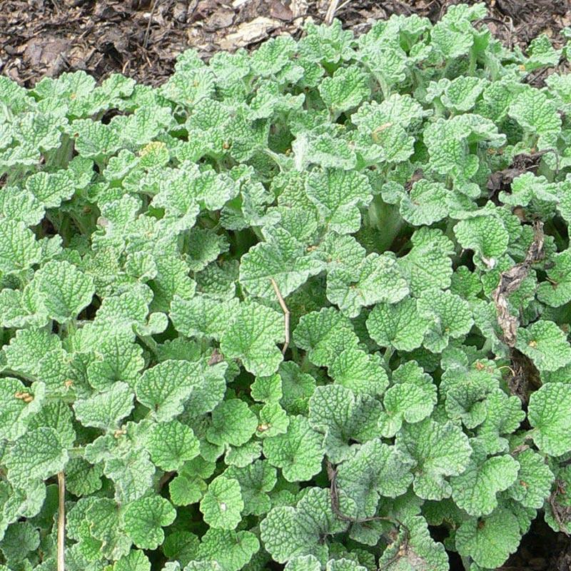Strictly Medicinal Organic White Horehound - Grow Organic Strictly Medicinal Organic White Horehound Herb Seeds