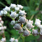 Strictly Medicinal Organic Wild Quinine - Grow Organic Strictly Medicinal Organic Wild Quinine Herb Seeds