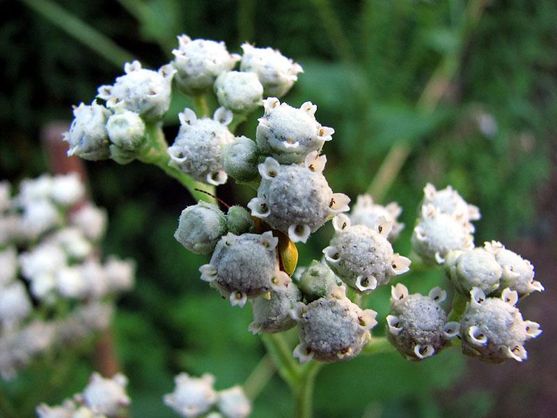 Strictly Medicinal Organic Wild Quinine - Grow Organic Strictly Medicinal Organic Wild Quinine Herb Seeds