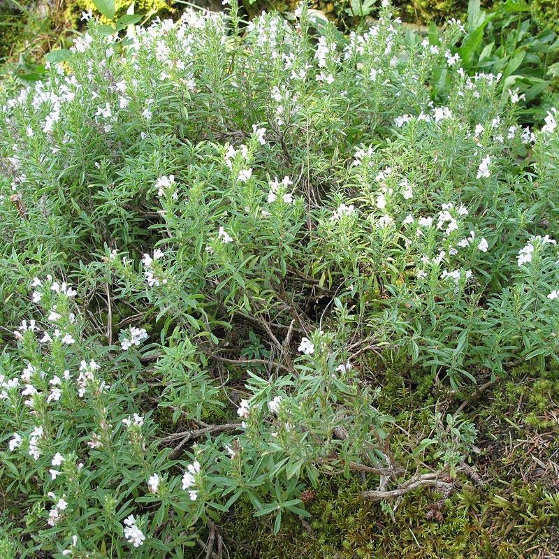 Strictly Medicinal Organic Winter Savory - Grow Organic Strictly Medicinal Organic Winter Savory Herb Seeds