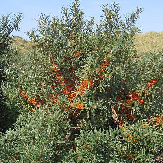 Strictly Medicinal Sea Buckthorn - Grow Organic Strictly Medicinal Sea Buckthorn Herb Seeds