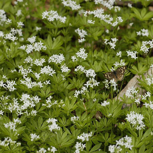 Strictly Medicinal Sweet Woodruff - Grow Organic Strictly Medicinal Sweet Woodruff Herb Seeds
