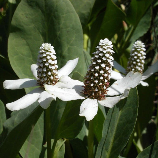 Strictly Medicinal Yerba Mansa - Grow Organic Strictly Medicinal Yerba Mansa Herb Seeds
