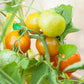 Stupice Tomato Seeds (Organic) - Grow Organic Stupice Tomato Seeds (Organic) Vegetable Seeds