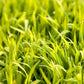 Sudangrass Seed (lb) - Grow Organic