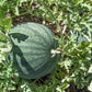 Sugar Baby Watermelon Seeds (Organic) - Grow Organic Sugar Baby Watermelon Seeds (Organic) Vegetable Seeds