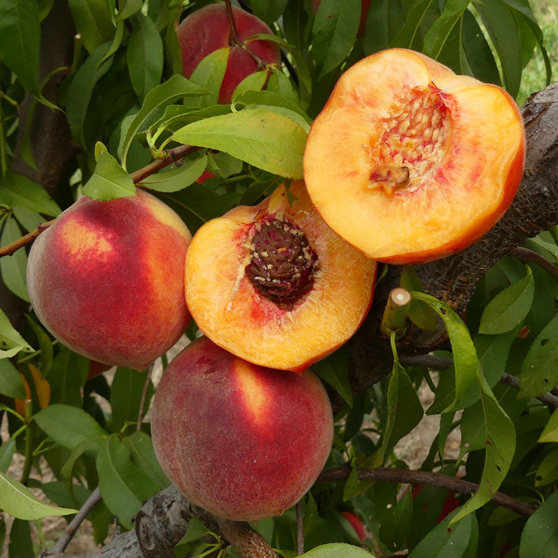 Suncrest Peach Tree