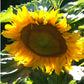Organic Sunflower, Dwarf Sunspot (pack) - Grow Organic Organic Sunflower, Dwarf Sunspot (pack) Flower Seed & Bulbs