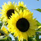 Lemon Queen Sunflower True Leaf Market