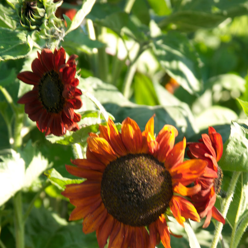 Organic Sunflower, Velvet Queen (pack) - Grow Organic Organic Sunflower, Velvet Queen (pack) Flower Seed & Bulbs