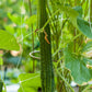 Organic Cucumber, Suyo Long (1 oz) - Grow Organic Organic Cucumber, Suyo Long (1 oz) Vegetable Seeds