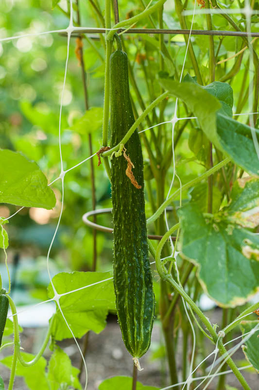 Organic Cucumber, Suyo Long (1 oz) - Grow Organic Organic Cucumber, Suyo Long (1 oz) Vegetable Seeds