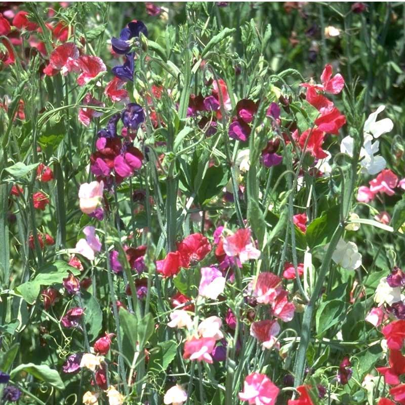 Sweet Pea, Old Spice Mix (1/4 lb) - Grow Organic Sweet Pea, Old Spice Mix (1/4 lb) Flower Seed & Bulbs