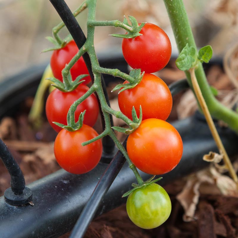 Organic Tomato, Sweetie (1 oz) - Grow Organic Organic Tomato, Sweetie (1 oz) Vegetable Seeds