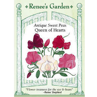 Renee's Garden Sweet Pea Antique Queen of Hearts Renee's Garden Sweet Pea Antique Queen of Hearts Flower Seed & Bulbs