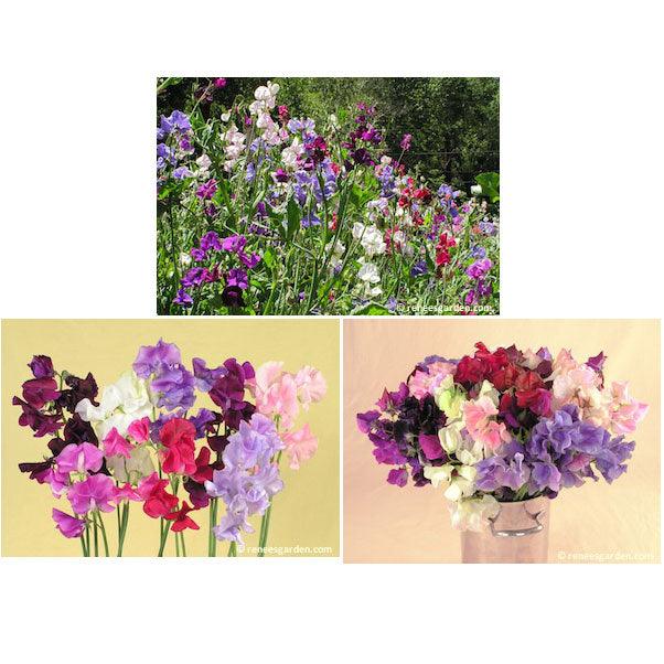 renee's garden sweet pea seeds Renee's Garden Heirloom Sweet Peas Spencer Ruffled Seeds