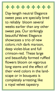 Renee's Garden Sweet Pea Velvet Elegance - Grow Organic Renee's Garden Sweet Pea Velvet Elegance Flower Seed & Bulbs
