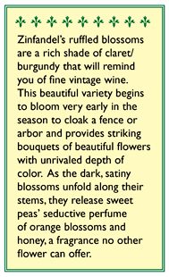 Renee's Garden Sweet Pea Zinfandel - Grow Organic Renee's Garden Sweet Pea Zinfandel Flower Seed & Bulbs