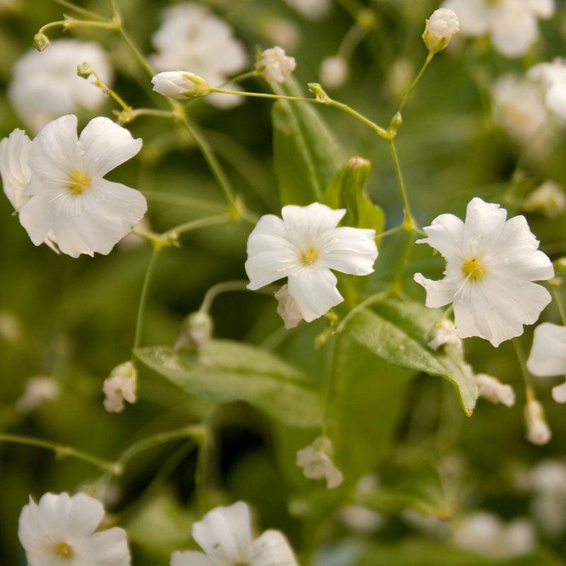 Baby's Breath Seeds